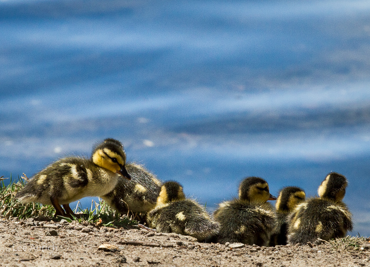 http://aurich.com/Email/Ducks/_MG_1869.jpg http://aurich.com/Email/Ducks/_MG_1869.jpg