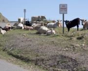 Northern California cows can't read...