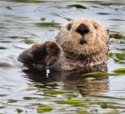 Sea Otters & Friends